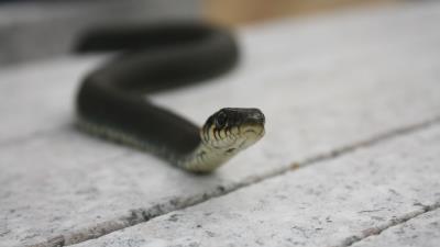 Snake head poison craw 4k wallpaper