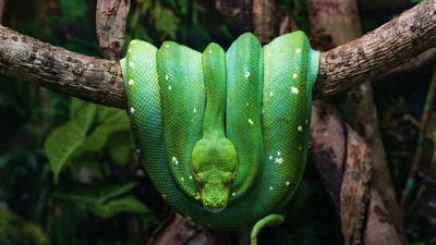 Snake reptile green image 4k wallpaper