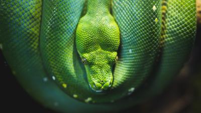 Snake reptile wildlife 4k wallpaper