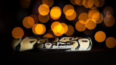 Snake scales glare 4k wallpaper