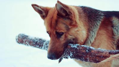 Snow dog german shepherd 4k wallpaper