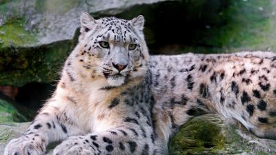 Snow leopard big cat carnivore lay 4k wallpaper