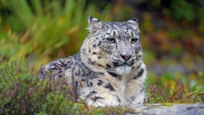 Snow leopard big cat predator photo 4k wallpaper