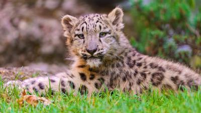 Snow leopard cub grass lie 4k wallpaper