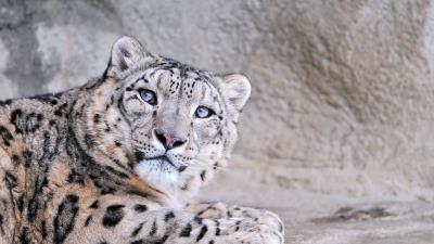 Snow leopard face eyes mottle 4k wallpaper
