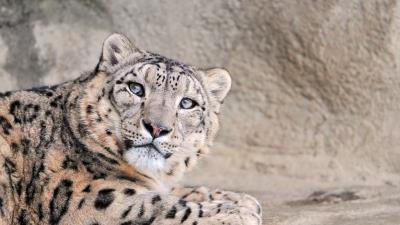 Snow leopard face handsome kind spotted 4k wallpaper