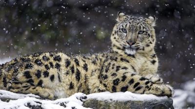 Snow leopard female snow 4k wallpaper