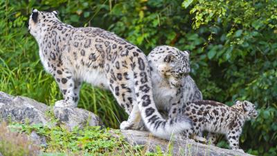 Snow leopard little family 4k wallpaper