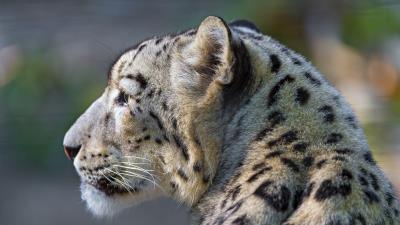 Snow leopard look profile 4k wallpaper