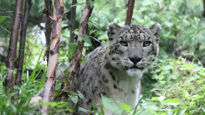 Snow leopard predator big cat image 4k wallpaper