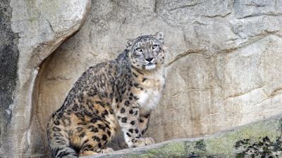 Snow leopard predator big cat photo 4k wallpaper