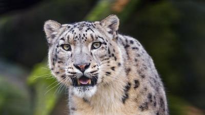 Snow leopard predator big cat picture 4k wallpaper