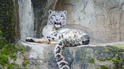 Snow leopard predator big cat wall 4k wallpaper