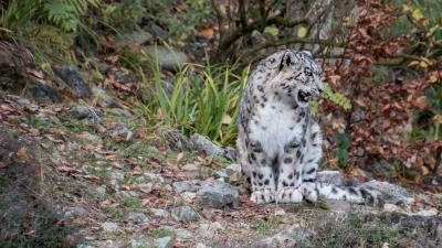 Snow leopard predator grin 4k wallpaper