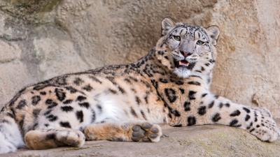 Snow leopard stones lie teeth anger predator 4k wallpaper
