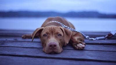 Snowboarder snowboard trick 4k wallpaper