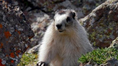 Spermophilus animal rodent 4k wallpaper