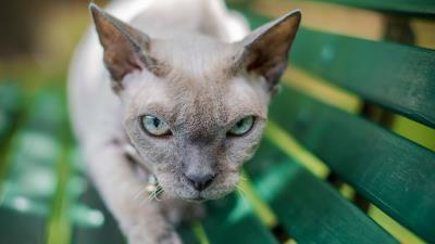 Sphinx cat gray 4k wallpaper