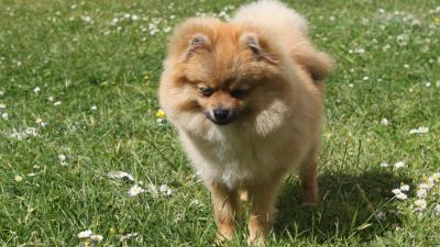 Spitz dog miniature grass 4k wallpaper