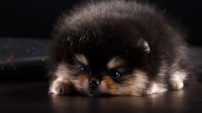 Spitz puppy dog furry cute 4k wallpaper