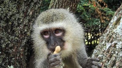 Spotted monkey monkey nut food 4k wallpaper