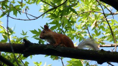 Squirrel animal face sitting 4k wallpaper