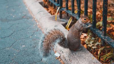 Squirrel animal fence stand 4k wallpaper