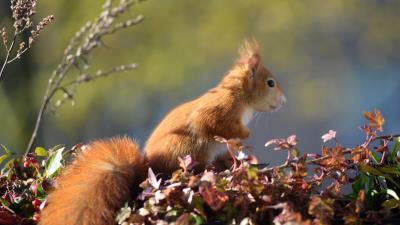Squirrel animal foliage image 4k wallpaper