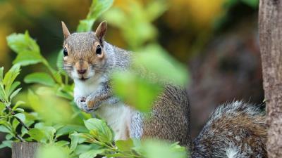 Squirrel animal foliage wallpaper 4k wallpaper