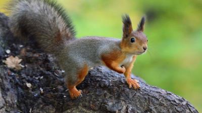Squirrel animal funny 4k wallpaper