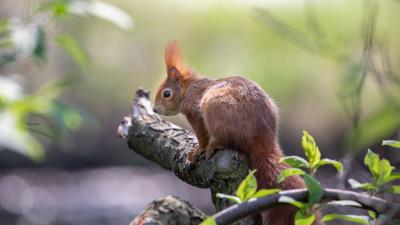 Squirrel beast animal 4k wallpaper