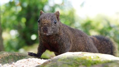 Squirrel crawl eyes 4k wallpaper