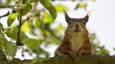 Squirrel face sit funny 4k wallpaper