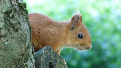 Squirrel face tree peep 4k wallpaper