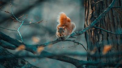 Squirrel funny branches 4k wallpaper