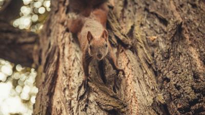 Squirrel glance cute 4k wallpaper
