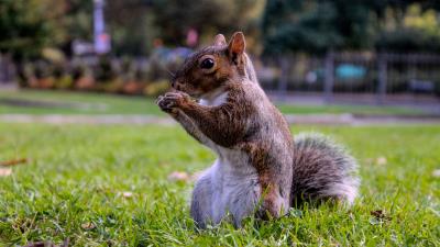 Squirrel grass food sit 4k wallpaper