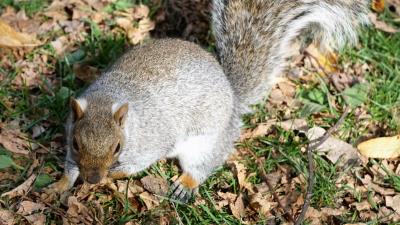 Squirrel grass park foliage 4k wallpaper