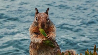 Squirrel leaves food 4k wallpaper
