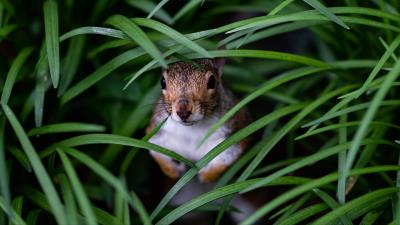 Squirrel look out hide 4k wallpaper