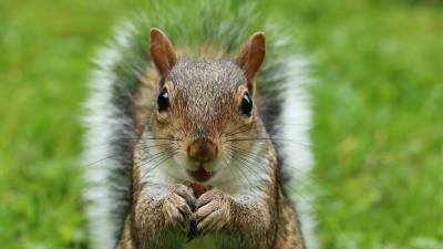 Squirrel muzzle fluffy look 4k wallpaper