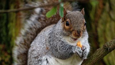 Squirrel rodent cute 4k wallpaper