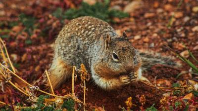 Squirrel rodent earth dig 4k wallpaper