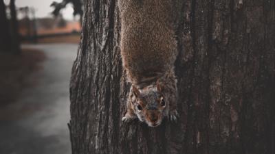 Squirrel rodent funny image 4k wallpaper