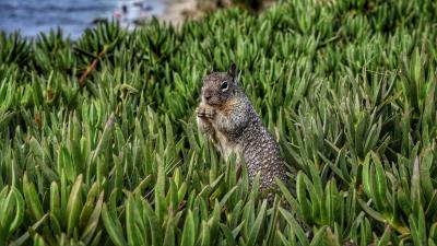 Squirrel rodent grass 4k wallpaper