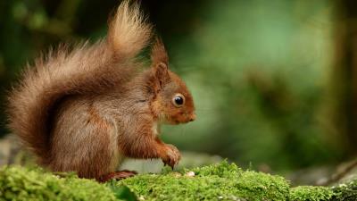 Squirrel rodent profile 4k wallpaper