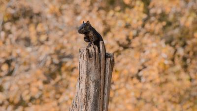 Squirrel sit fright 4k wallpaper