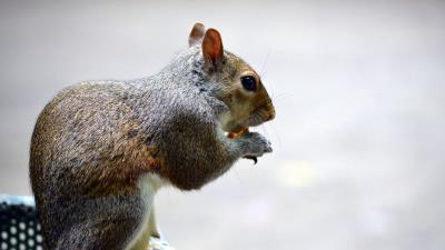 Squirrel sitting eating 4k wallpaper