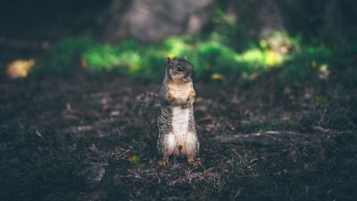 Squirrel stands grass animal blur 4k wallpaper