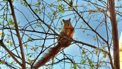 Squirrel tree animal spring 4k wallpaper